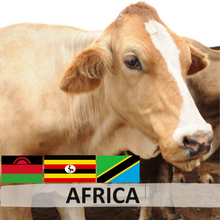 Load image into Gallery viewer, Africa Cow (whole)
