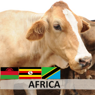 Africa COW (1/7 part)