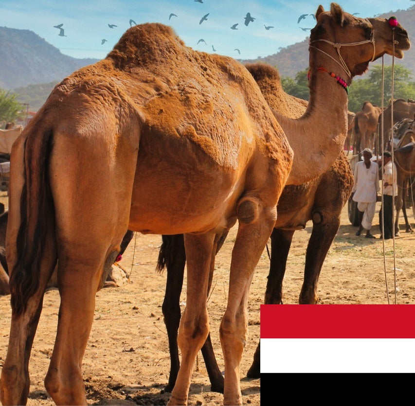 Yemen Camel (whole)