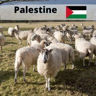 Palestine SHEEP (All meat to Palestine)