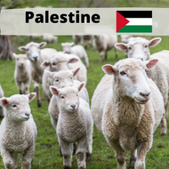 Palestine Lamb (All meat to Palestine)