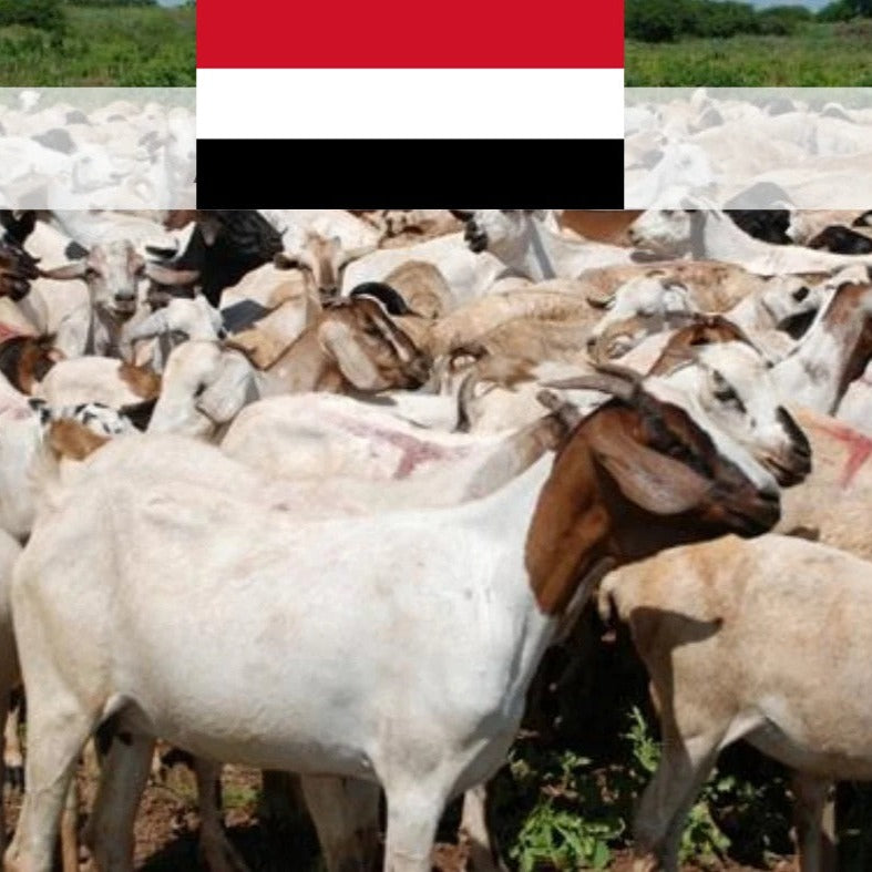 Yemen (Sheep/Goat) – globalkorbansingapore