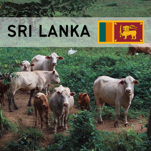 Sri Lanka - Cow (1/7)