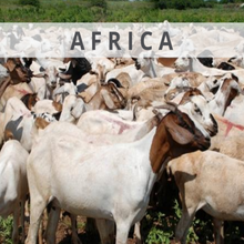 Load image into Gallery viewer, Africa (Sheep/Goat)
