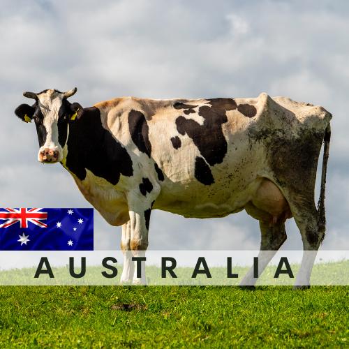 Australia COW  (1/7 portion)