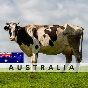 Australia COW (whole)