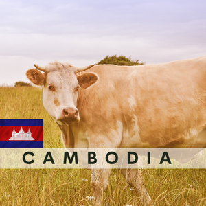 Cambodia COW  (whole)