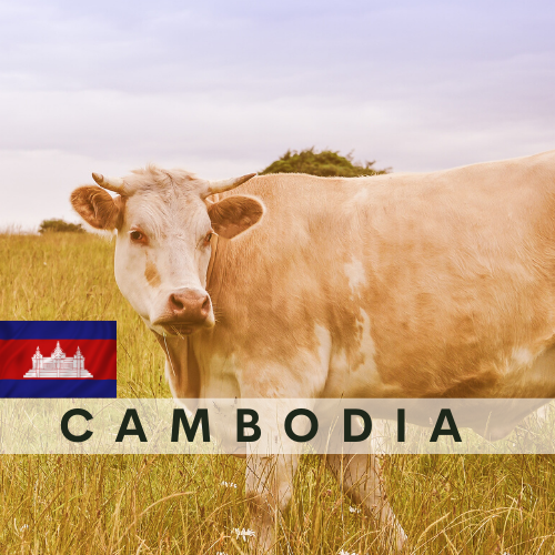 Cambodia COW  (whole)