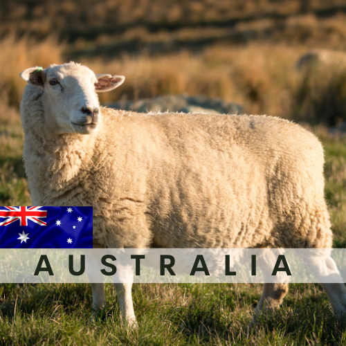 Australia LAMB