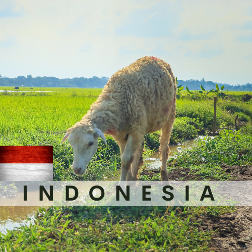 Indonesia SHEEP