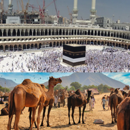 Makkah Camel (Whole)