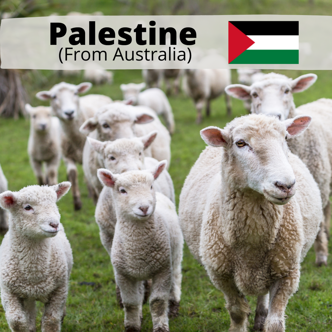 Palestine Lamb (All meat to Palestine)