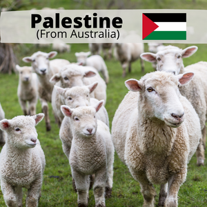 Palestine LAMB - (2/3 to Palestine &1/3 to Singapore)