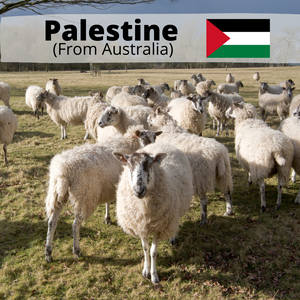 Palestine SHEEP (All meat to Palestine)