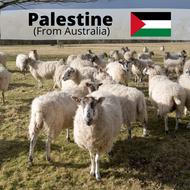 PLE-SG SHEEP (1/3 or 2/3 to Singapore & balance to Palestine)